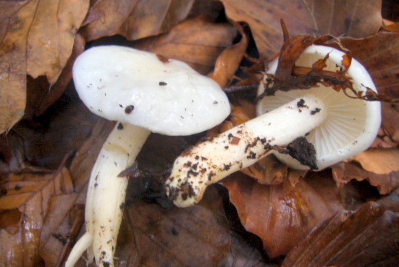 Hygrophorus sp di faggio